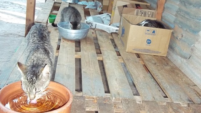 Campanha Cãozinho & Gatinho