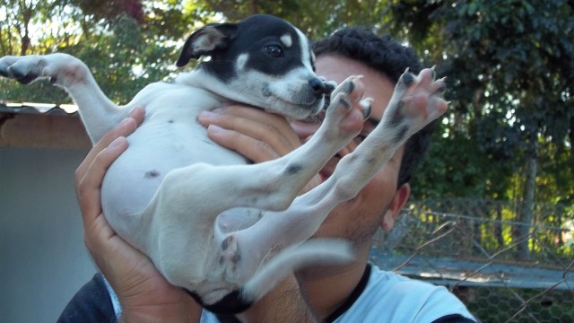 Campanha Cãozinho & Gatinho