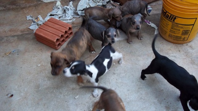 Campanha Cãozinho & Gatinho
