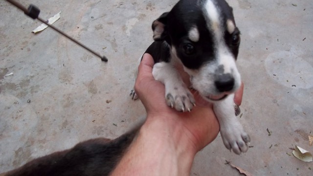Campanha Cãozinho & Gatinho