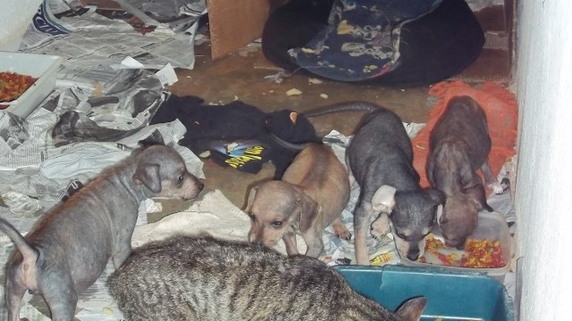 Campanha Cãozinho & Gatinho