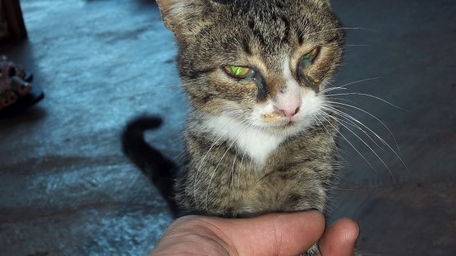 Campanha Cãozinho & Gatinho